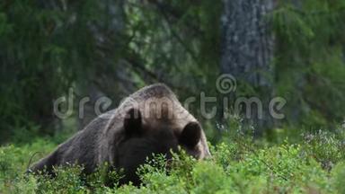 4K. 夏天森林里的棕熊。 青松林自然背景.. 科学名称：Ursusarctos。 自然栖息地。 夏季